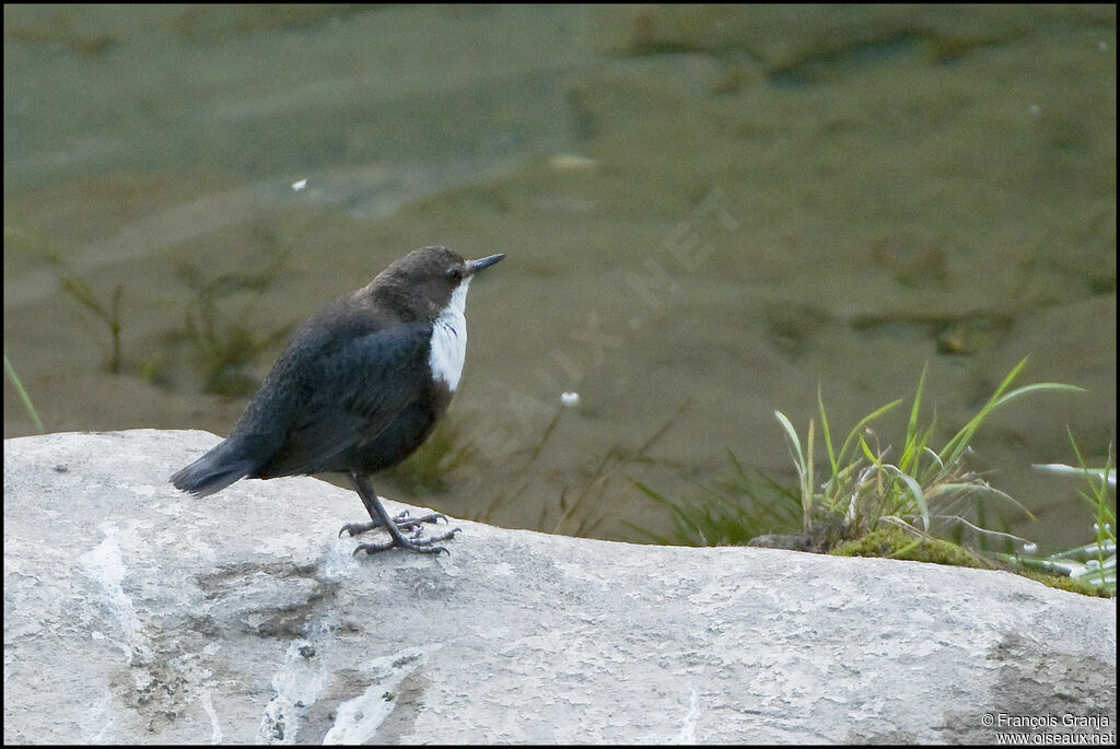 White-throated Dipperadult