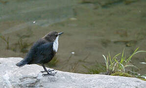 White-throated Dipper