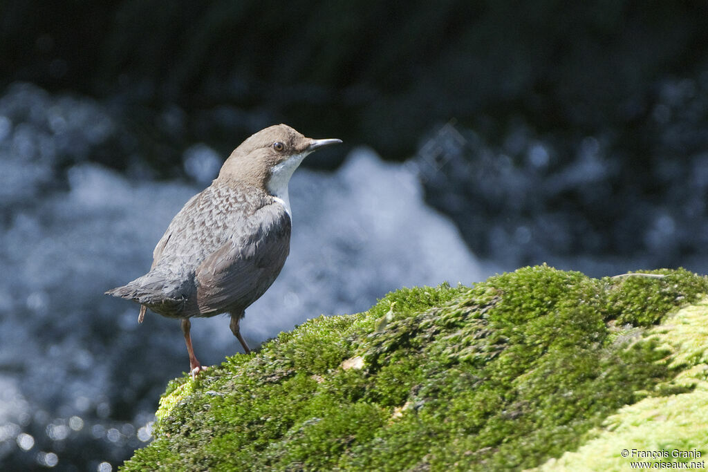 White-throated Dipperadult