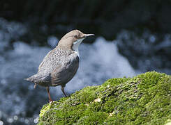 White-throated Dipper