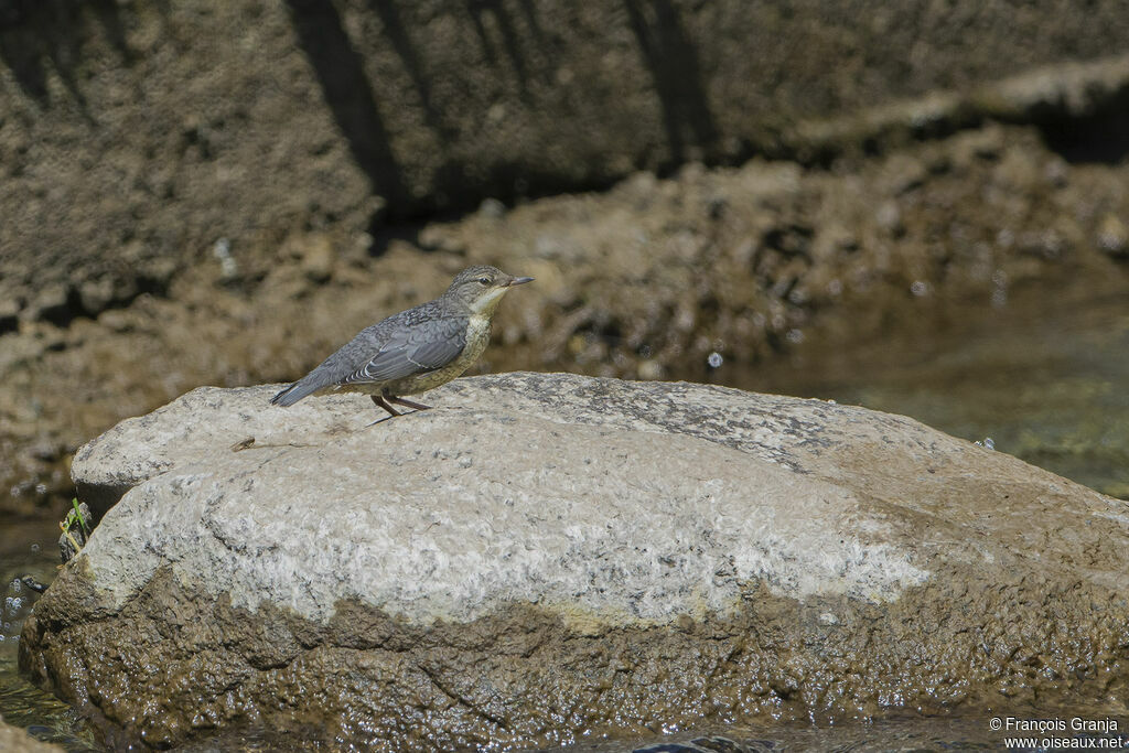 White-throated Dipperjuvenile