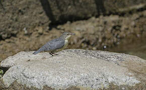 White-throated Dipper