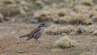 Cream-winged Cinclodes