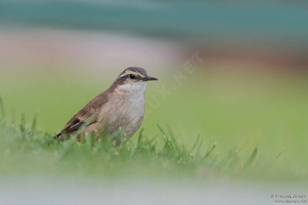 Cream-winged Cinclodes