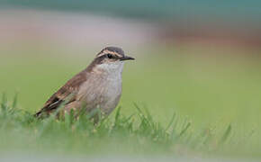 Cream-winged Cinclodes