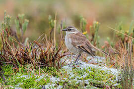 Chestnut-winged Cinclodes