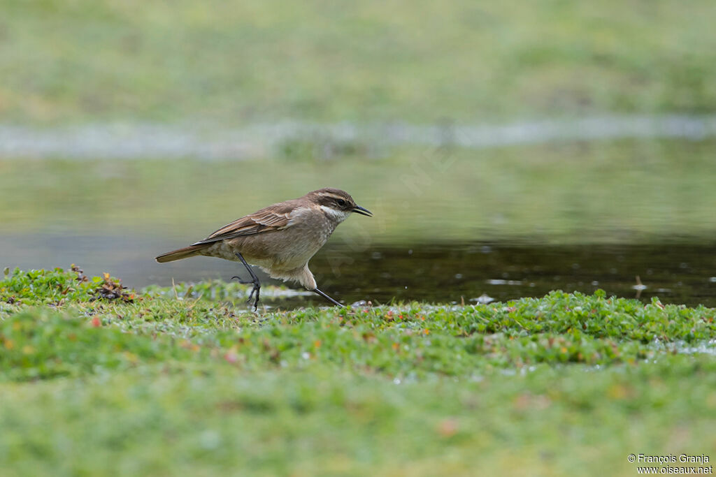 Cinclode à ailes marron