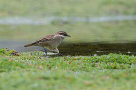 Chestnut-winged Cinclodes