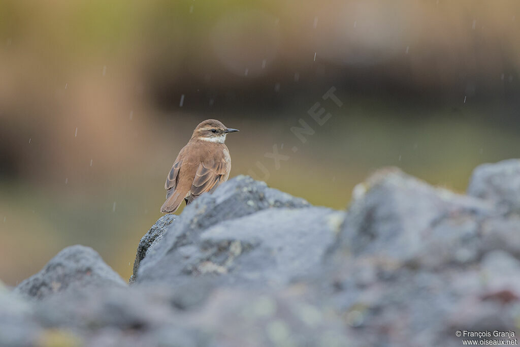 Chestnut-winged Cinclodes