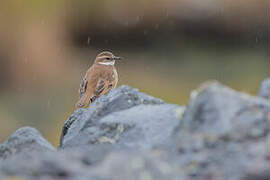 Chestnut-winged Cinclodes