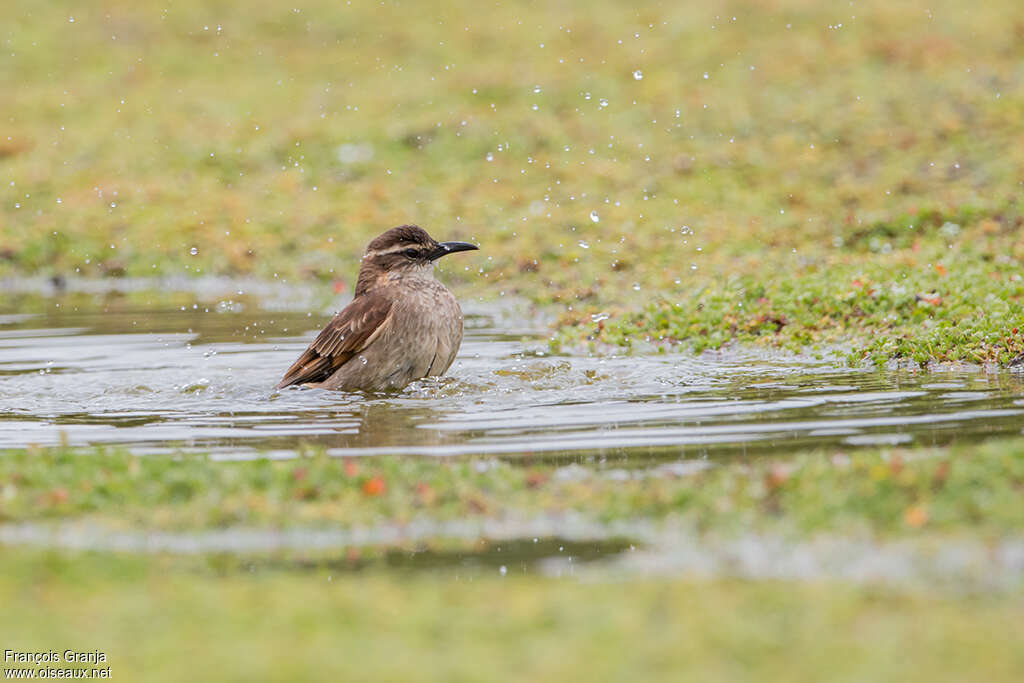 Stout-billed Cinclodesadult, care