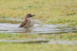 Stout-billed Cinclodes