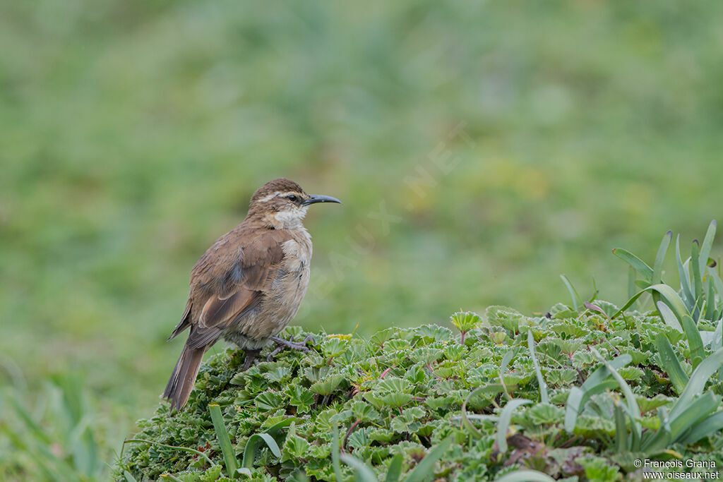 Cinclode du paramo