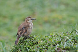 Stout-billed Cinclodes