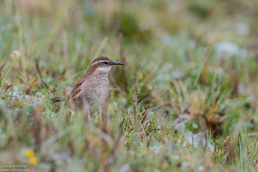 Stout-billed Cinclodes, habitat, pigmentation