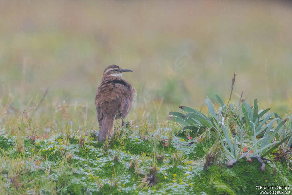 Cinclode du paramo