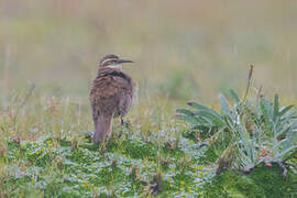 Stout-billed Cinclodes