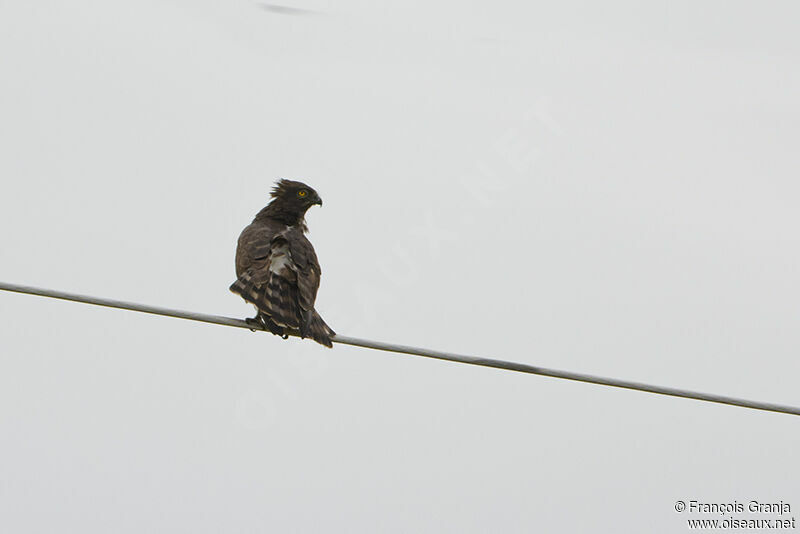 Circaète à poitrine noireadulte