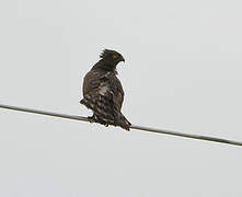 Black-chested Snake Eagle