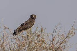 Black-chested Snake Eagle