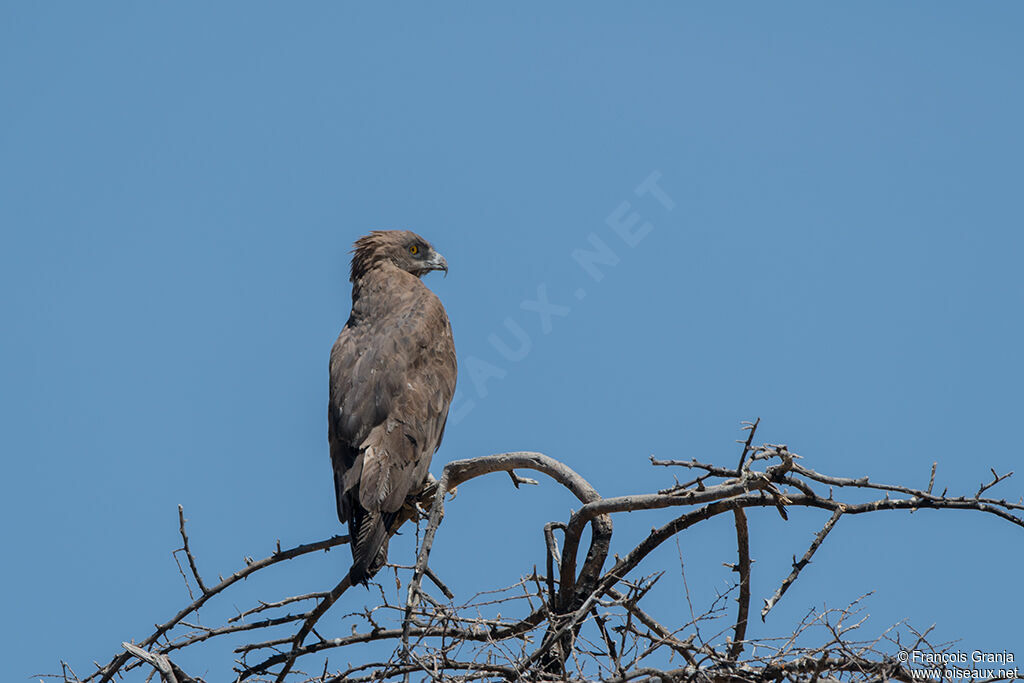 Brown Snake Eagle