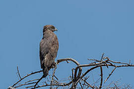 Brown Snake Eagle