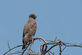 Brown Snake Eagle