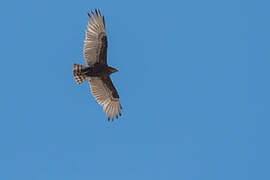 Brown Snake Eagle