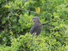 Western Banded Snake Eagle