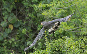 Western Banded Snake Eagle