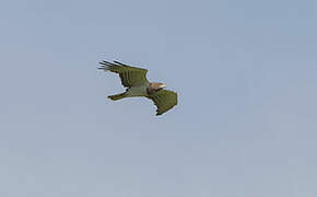 Beaudouin's Snake Eagle