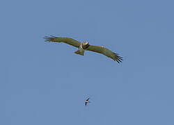 Beaudouin's Snake Eagle