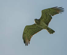 Short-toed Snake Eagle