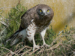 Short-toed Snake Eagle