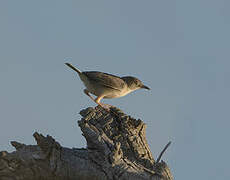 Short-winged Cisticola