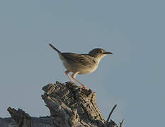 Short-winged Cisticola