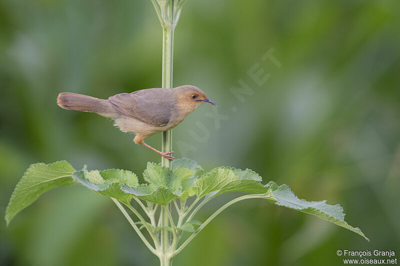 Red-faced Cisticolaadult