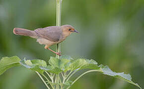 Red-faced Cisticola