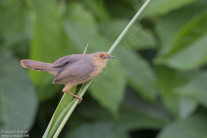 Red-faced Cisticolaadult