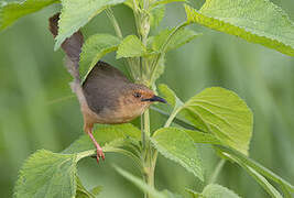 Red-faced Cisticola