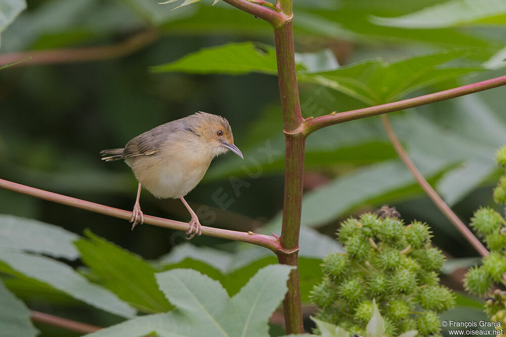 Red-faced Cisticolaadult