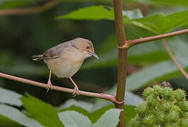 Red-faced Cisticola