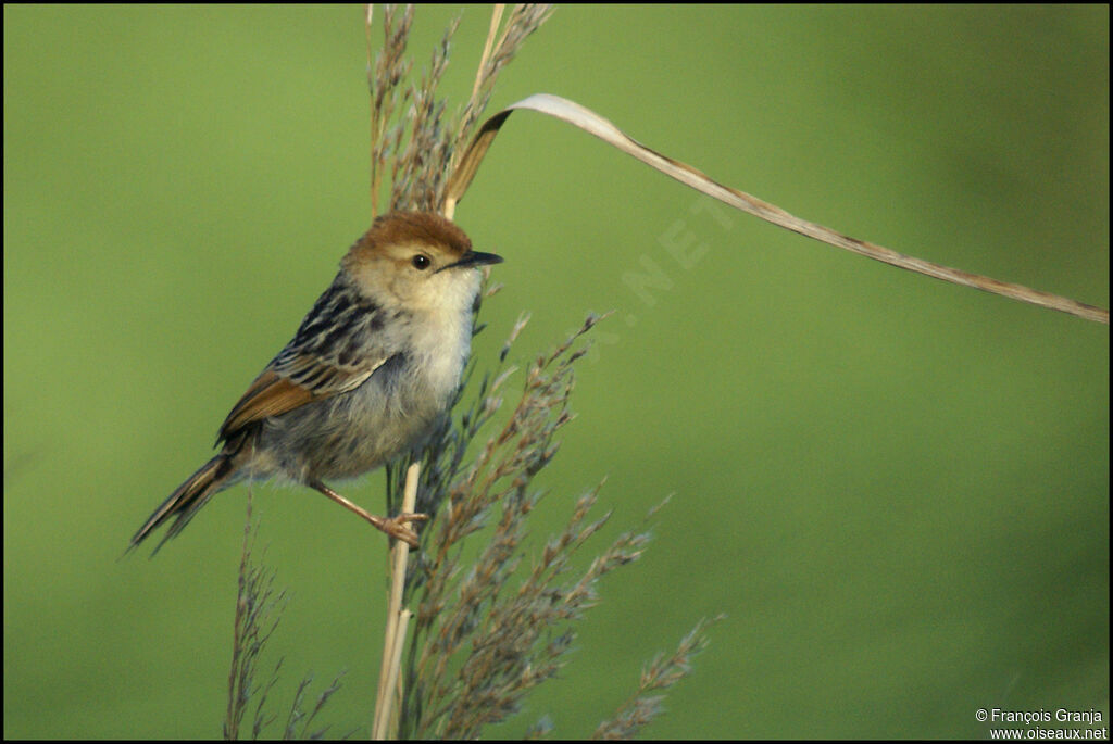 Levaillant's Cisticola