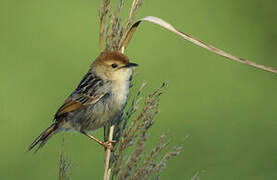 Levaillant's Cisticola