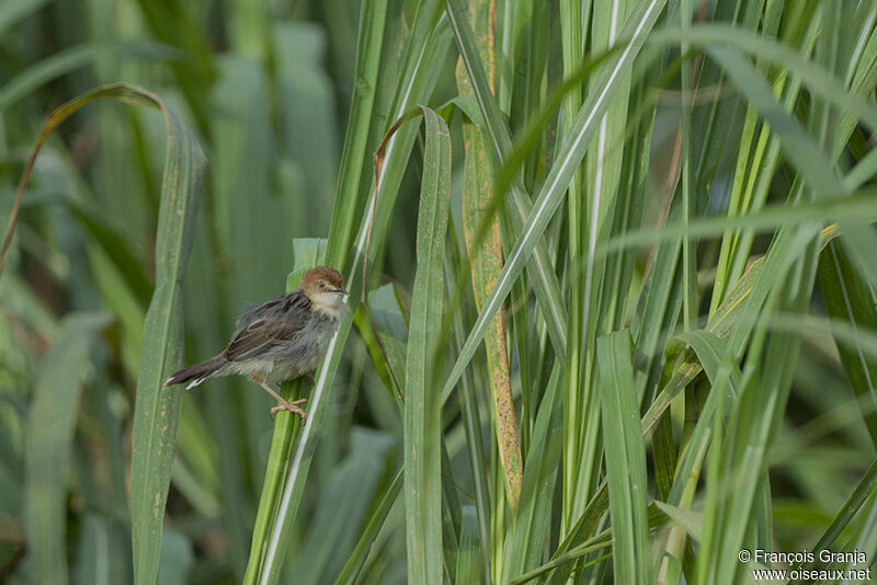 Carruthers's Cisticolaadult