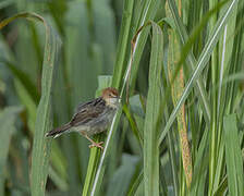 Carruthers's Cisticola