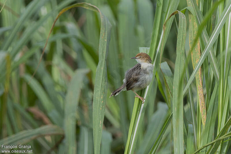 Carruthers's Cisticolaadult, habitat