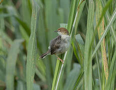 Carruthers's Cisticola