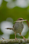 Chubb's Cisticola