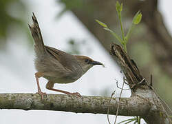 Chubb's Cisticola